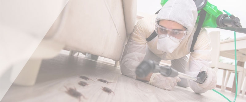 Дезинсекция Дезинсекция