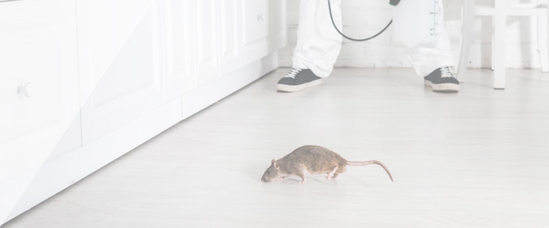 Дератизация Дератизация