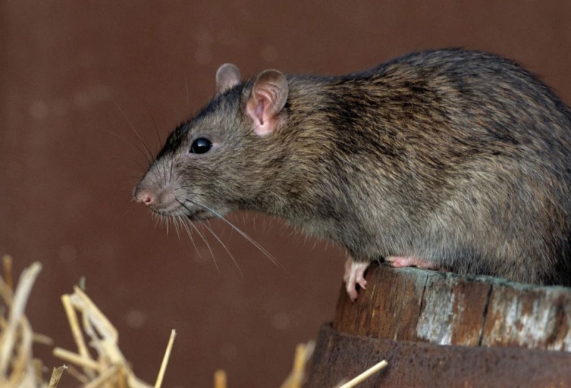 Уничтожение крыс Уничтожение крыс