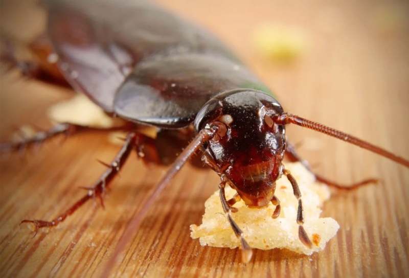 Уничтожение тараканов Уничтожение тараканов
